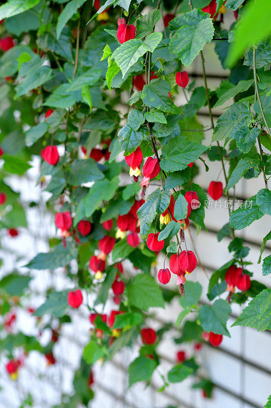 蒂罗尔灯/abutilon megapotamicum 花